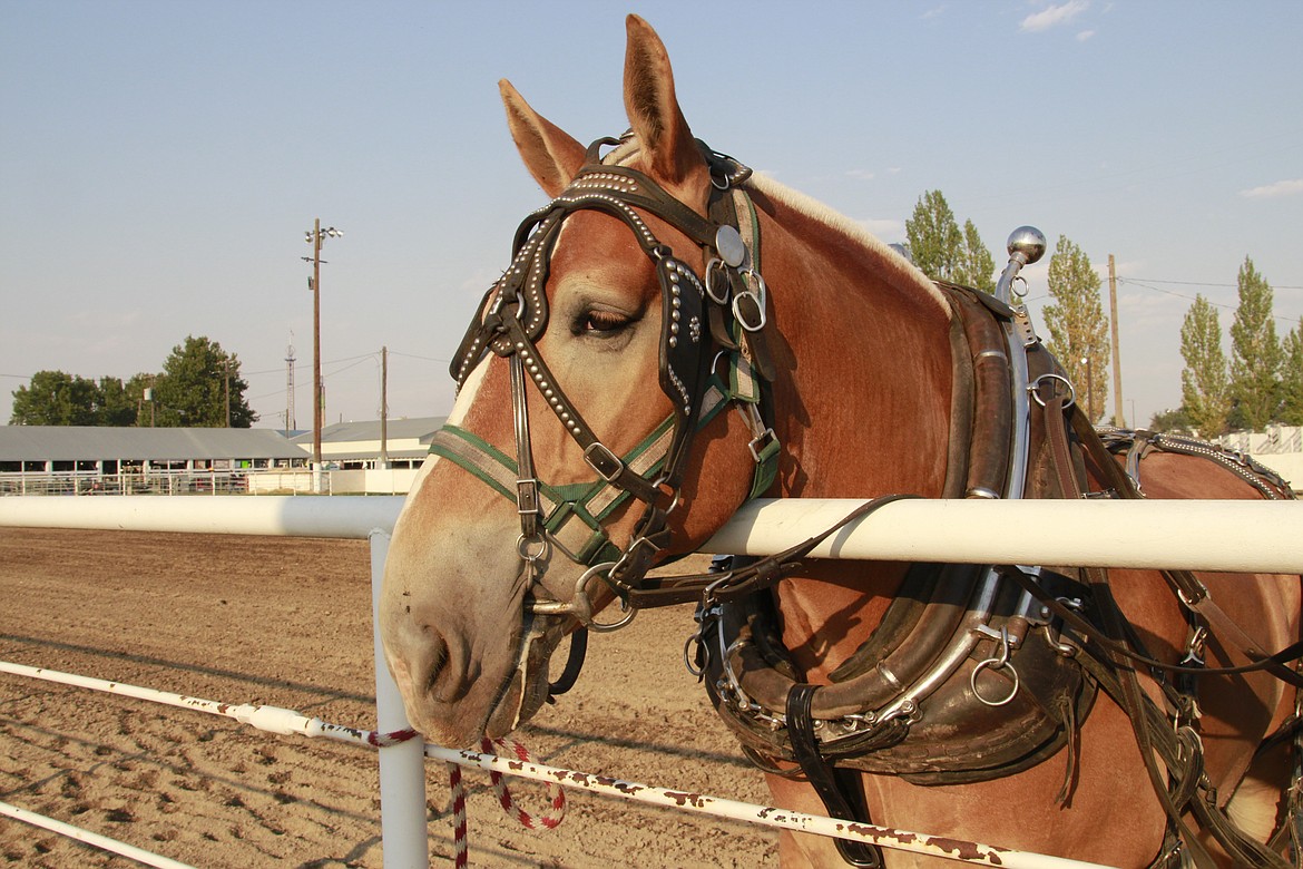 Organizers reflect on the Othello Fair’s history Basin Business